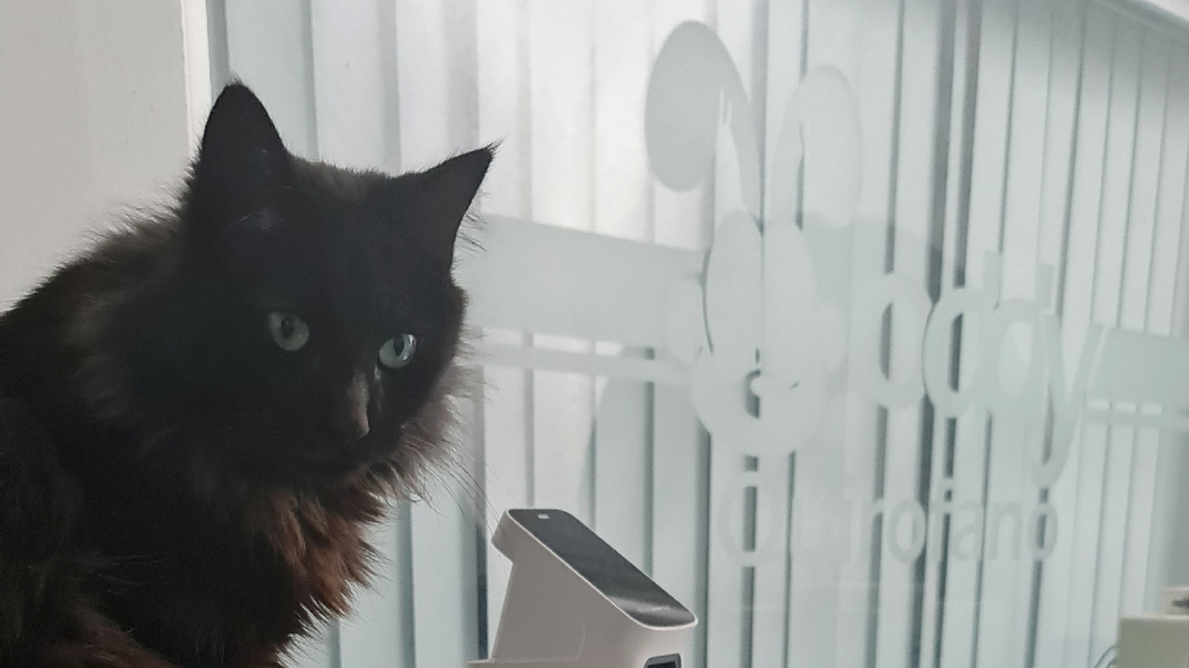 Foto de portada de Hospital Veterinario Oddy